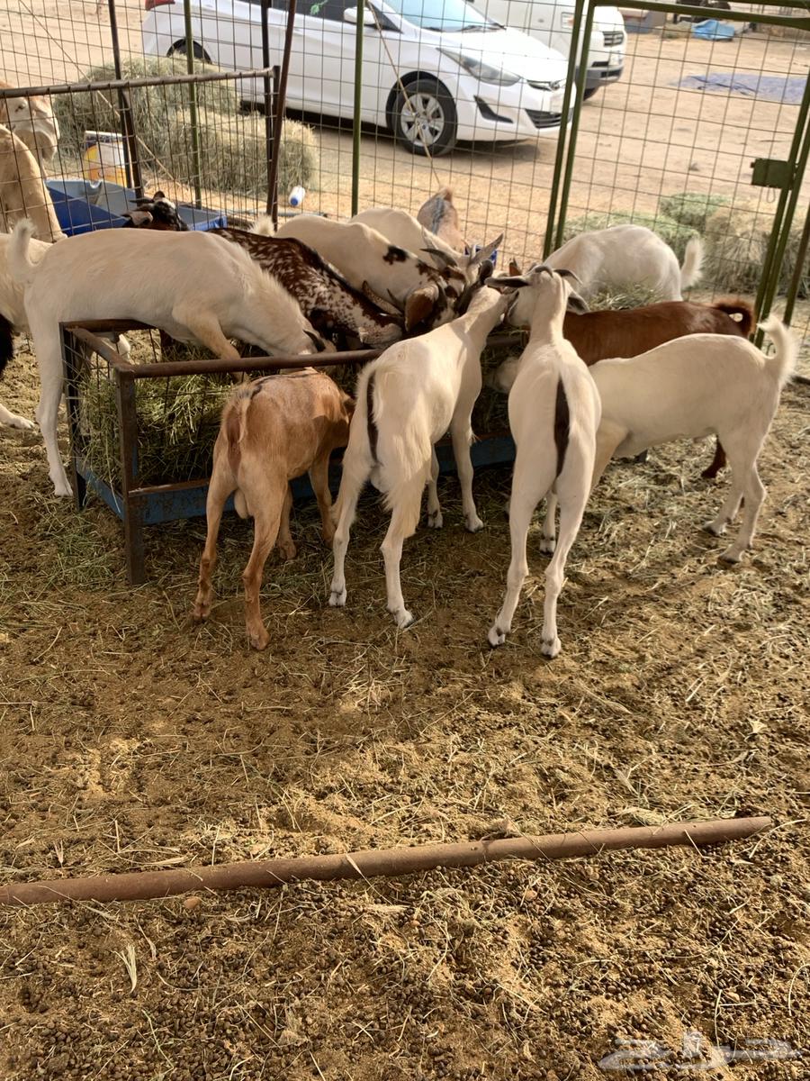 تيوس بلدي64376229818242110