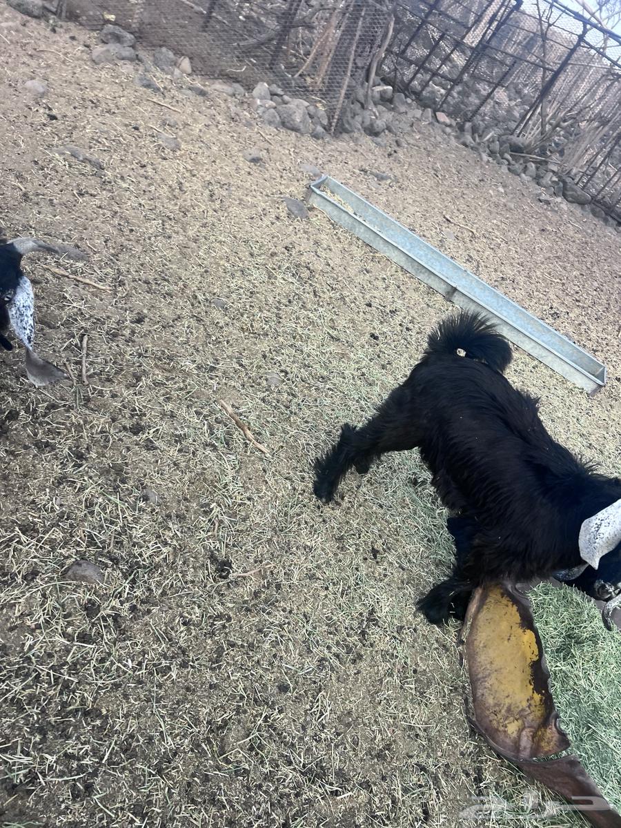 تيوس للبيع64371365067009111