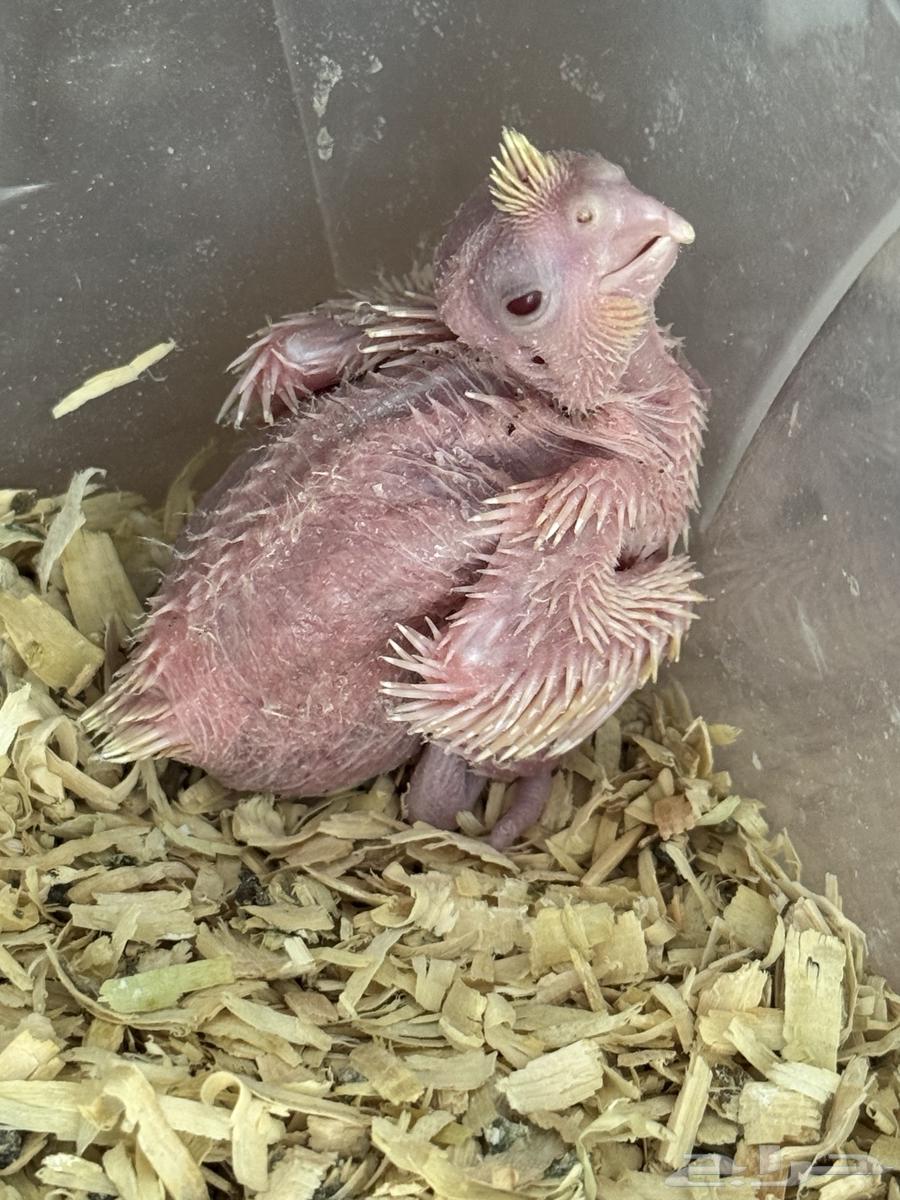 تم البيع64369352446722110