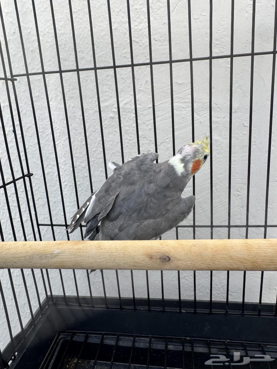 ذكر كروان ب100  فقط64366293152001110