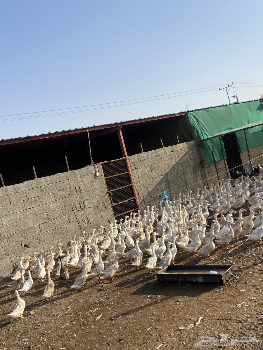 بط بكيني للبيع64370885499649111