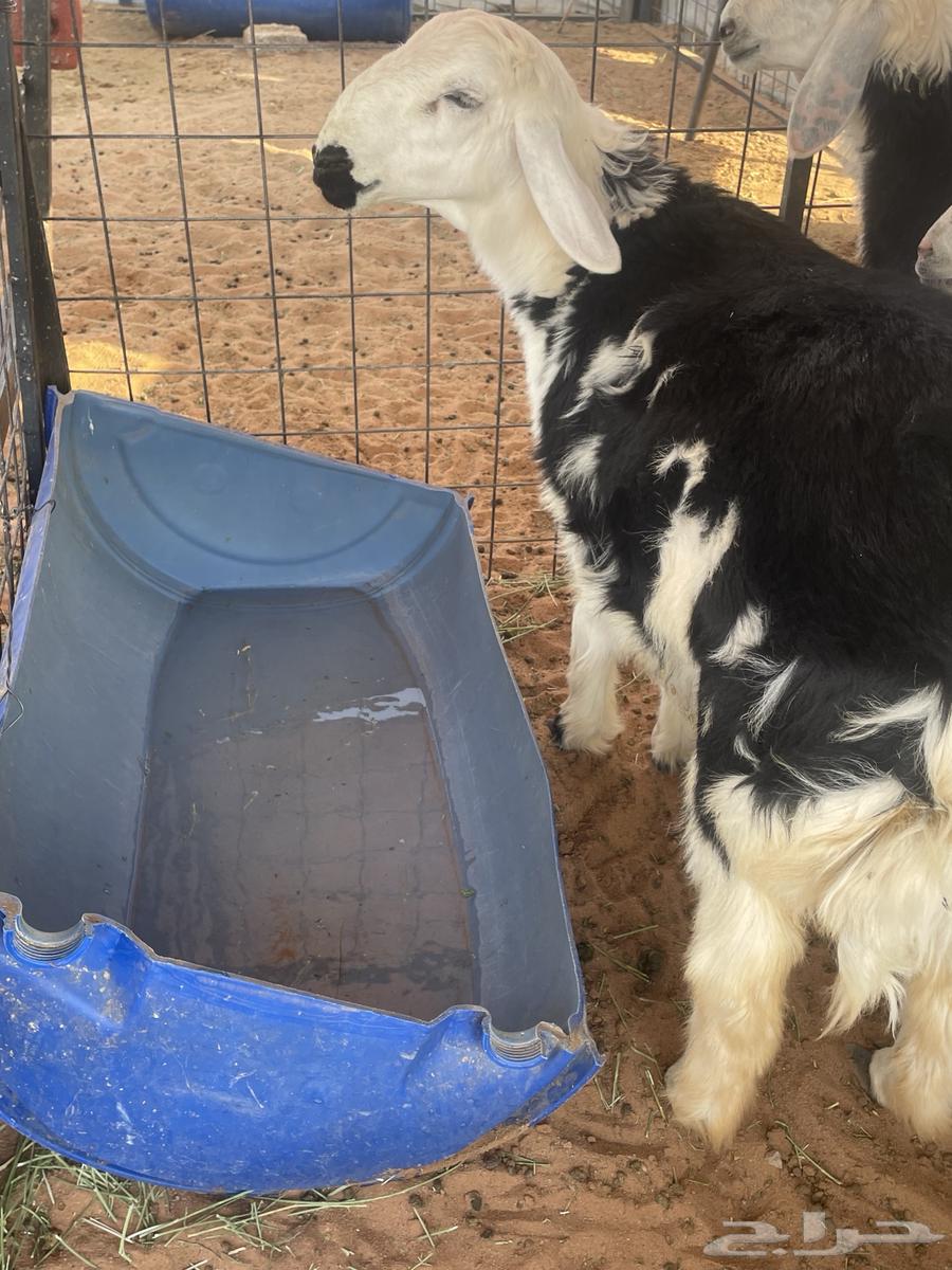 Najdi stallion, four months old, fat and sealed with fat64377914849026113