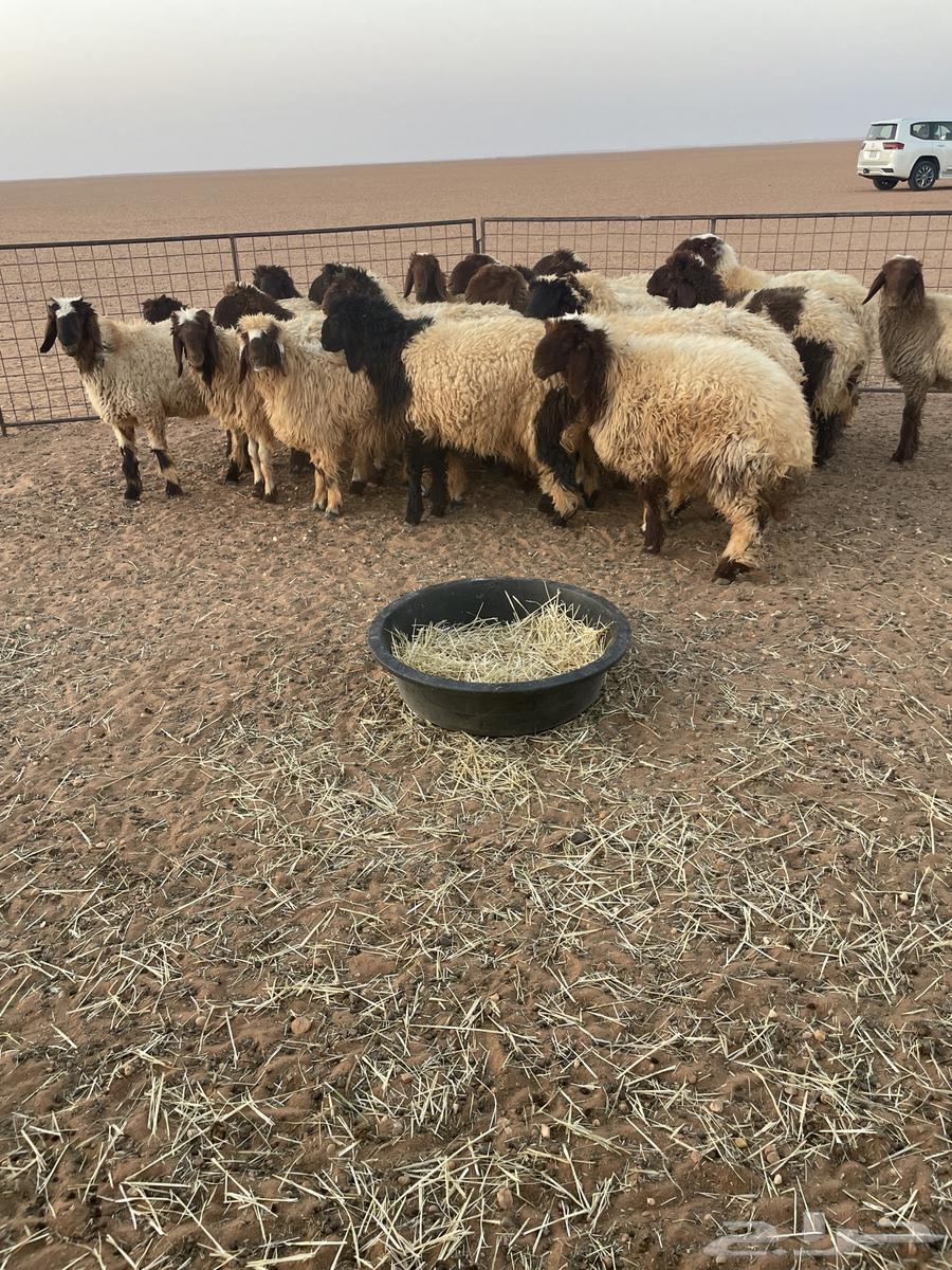 رخال للبيع جذعات64372331298691112