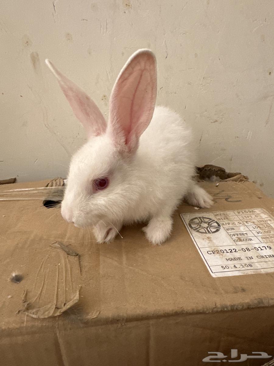 أرنب فرنسية للبيع أنثى64369674431490113