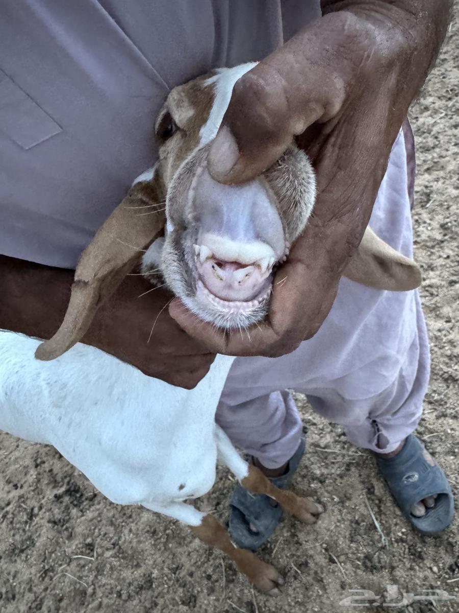 رخل سواكنيه بيضا معها رخل64372550566787112