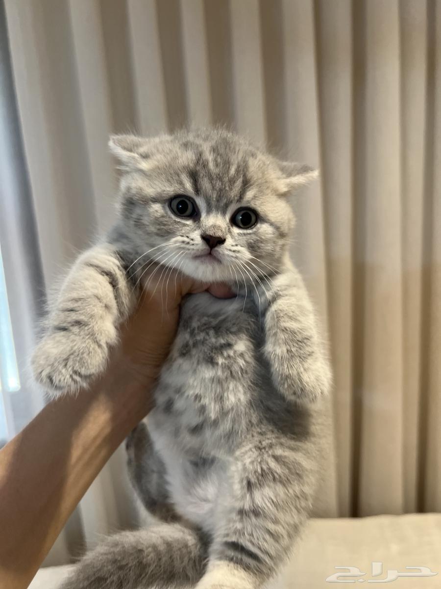 قطط تم البييع64368164065666111
