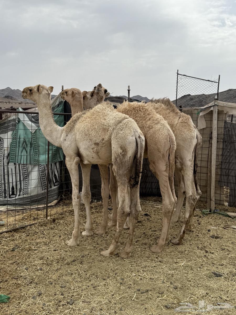 للبيع قعدان شقح الشحم فل طيبات وبريات64366351816065110