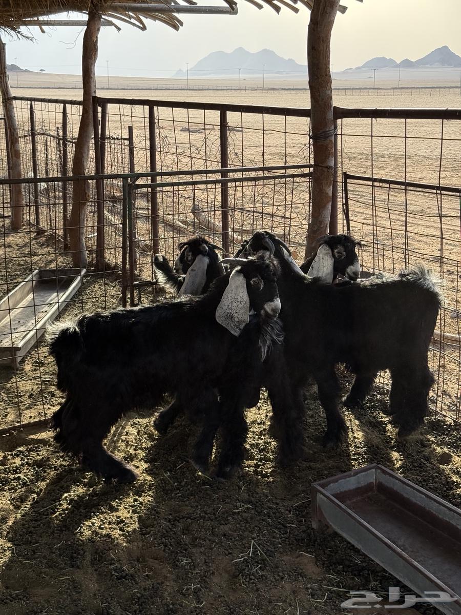 تيوس للبيع64371176434947110