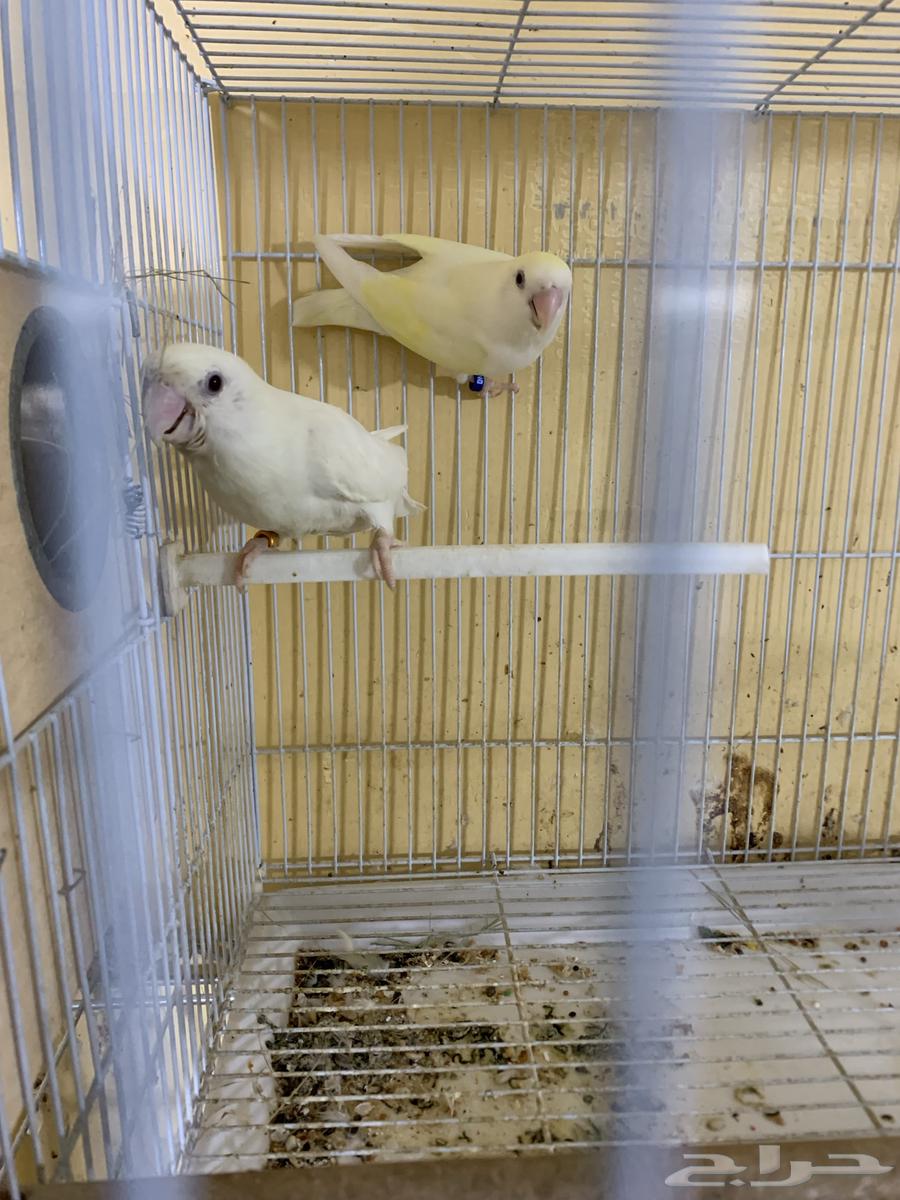 زوج روز مع فروخه64369111695619112