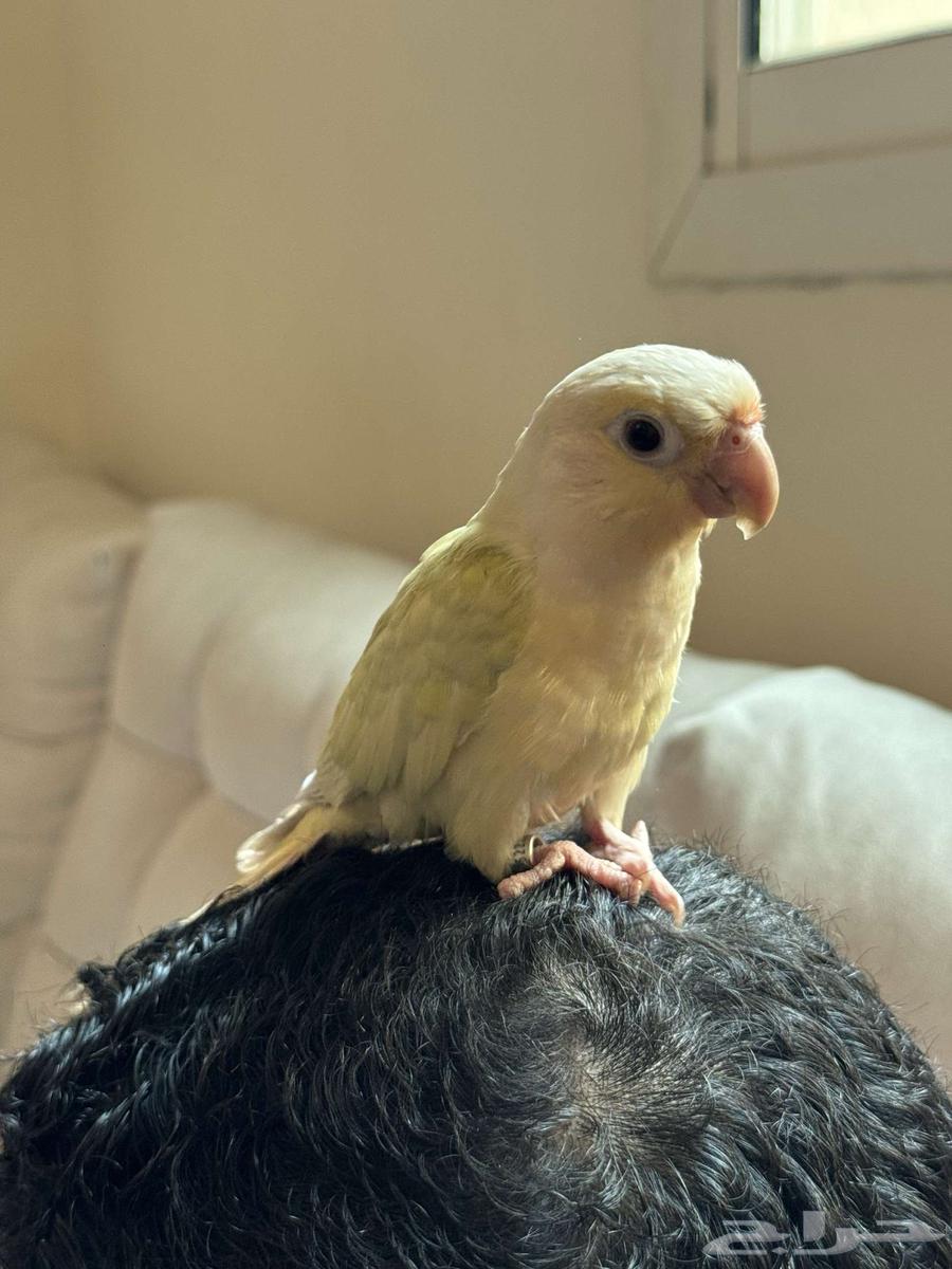 كنيور نعناع اليف وهدد64373326842114113