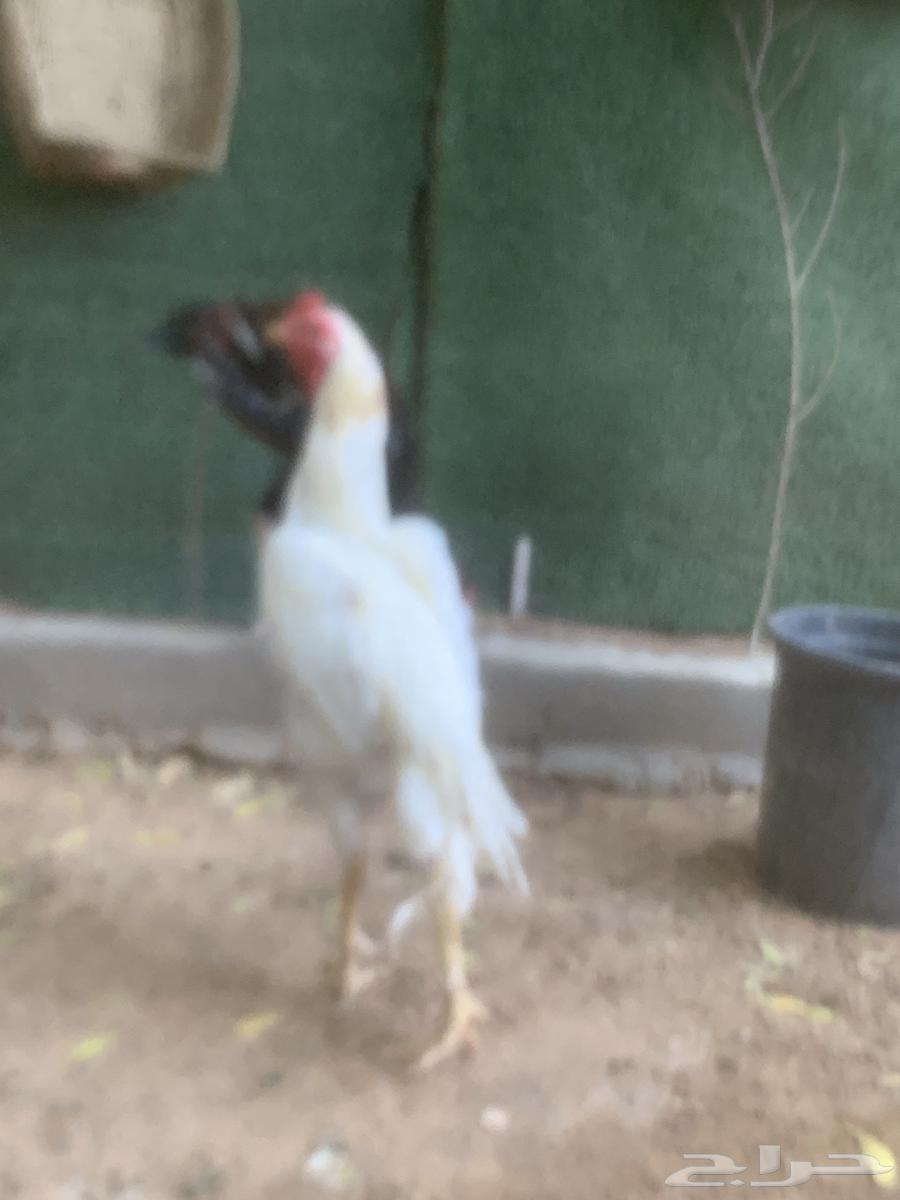 ديكين فارسيه واحد شامو64370064176002111