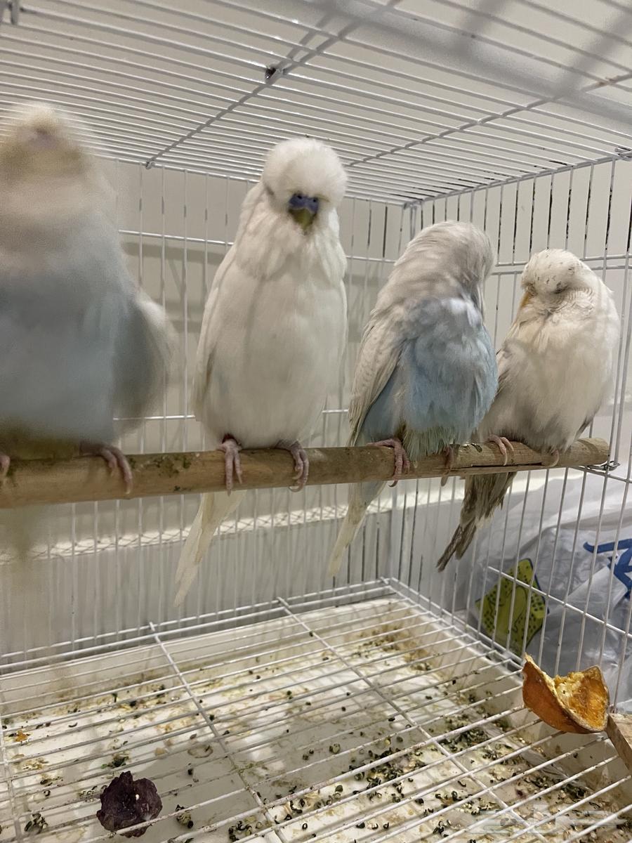 جوز إنجليزي معاه فرخين بعمر ثلاث شهور64364595736066112