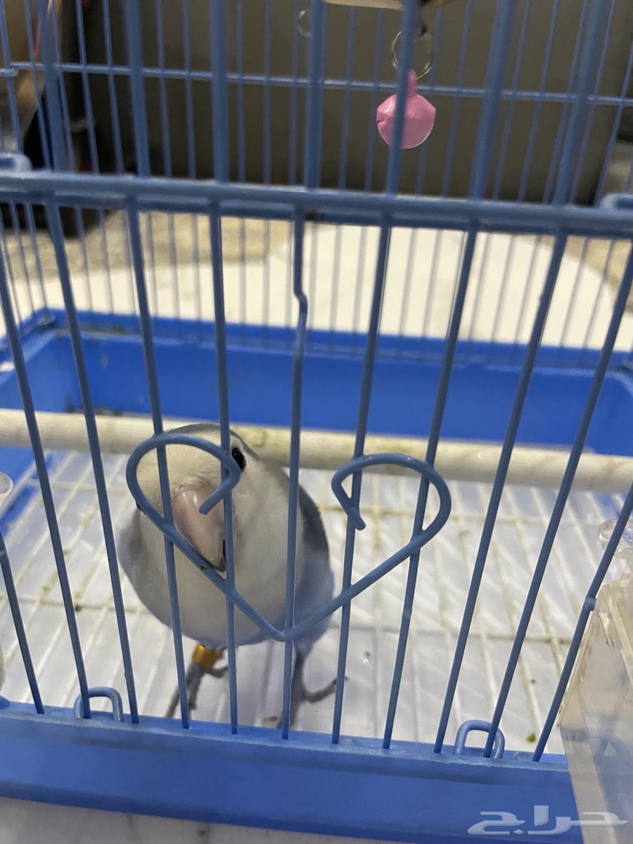 روز فايلوت هدد64371818538370110