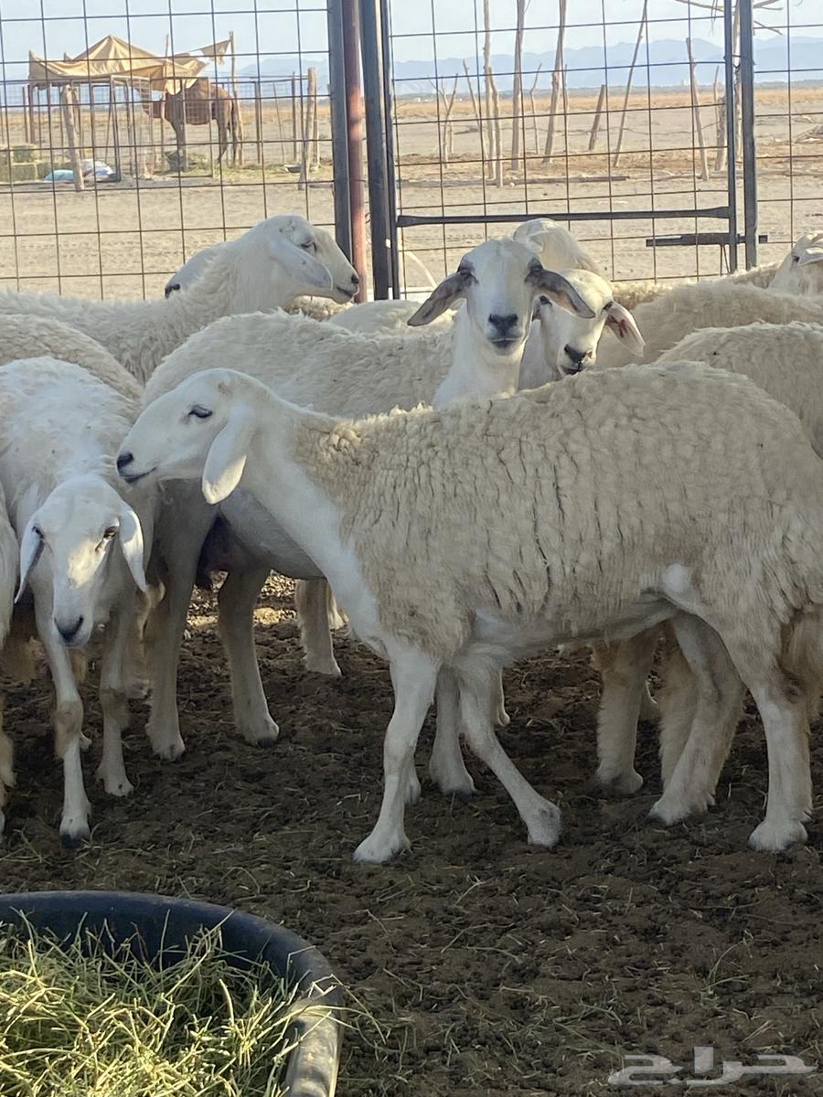 ضان حرش جذعات وثنيه العدد 15 صنف من الطايف اصلها64366571492225111