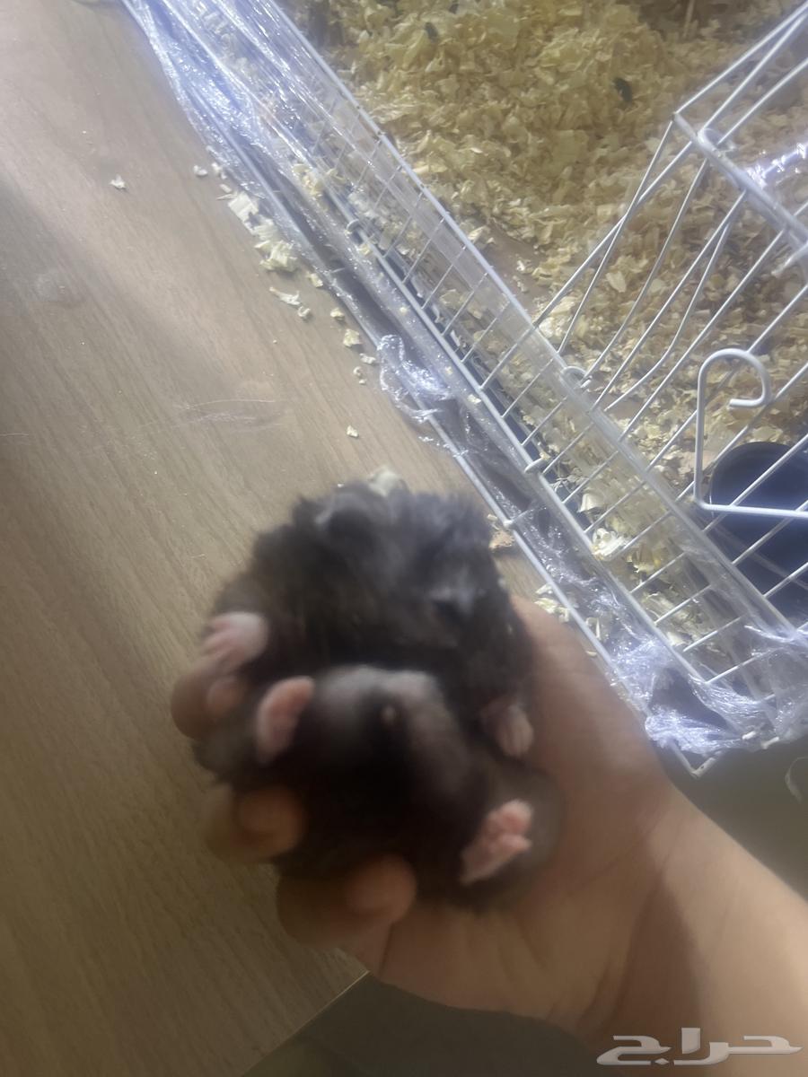 هامستر للبيع بدون قفص السعر 5564369455050499110