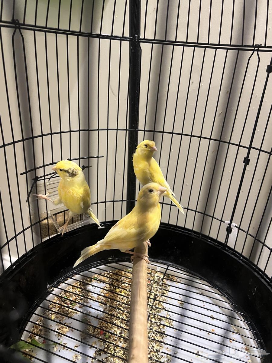 Canary64374568870146112