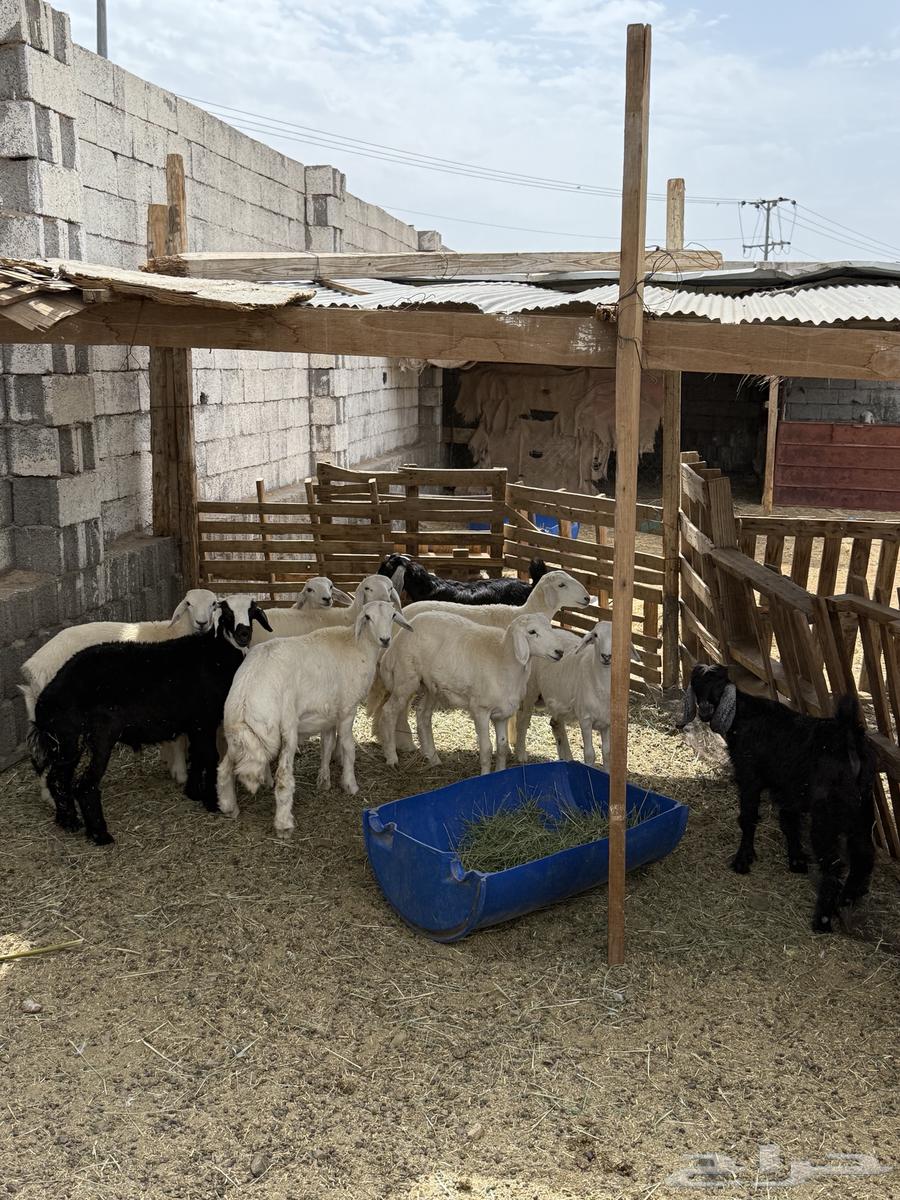 ذبايح طليان وتيوس للبيع64366115684865114