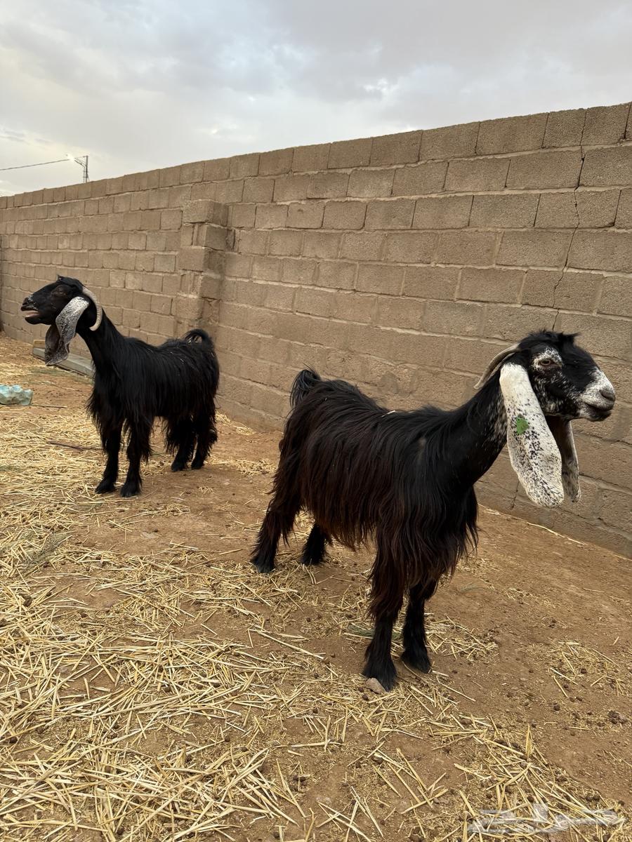 معزا عوارض للبيع64368791354370110