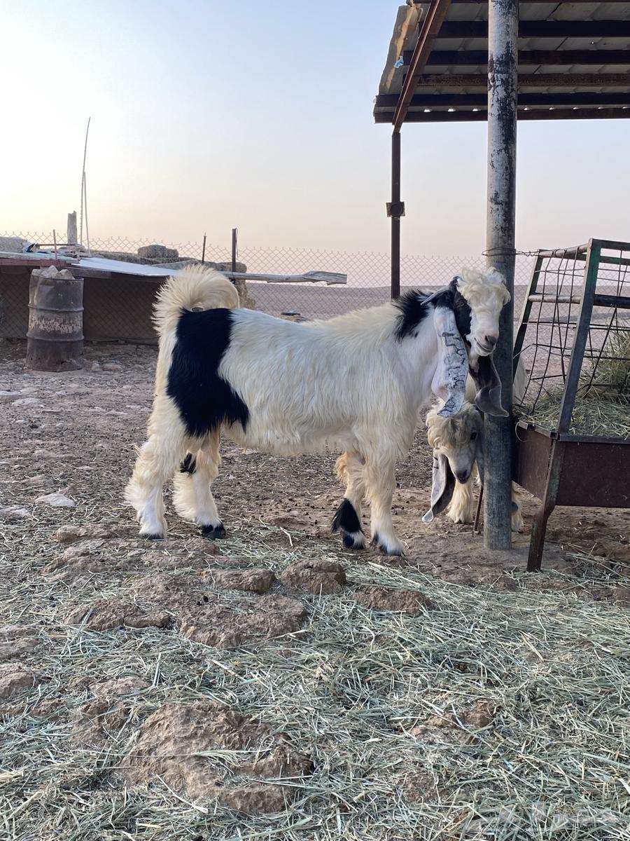 للبيع تيس اربد صنف64372930760579110