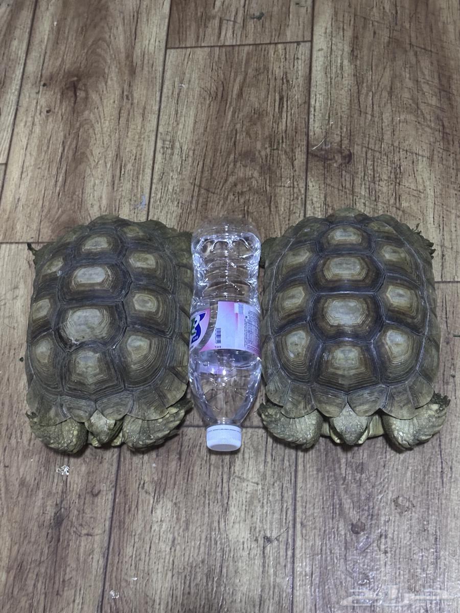 سلاحف السولكاتا للبيع64375932179329110