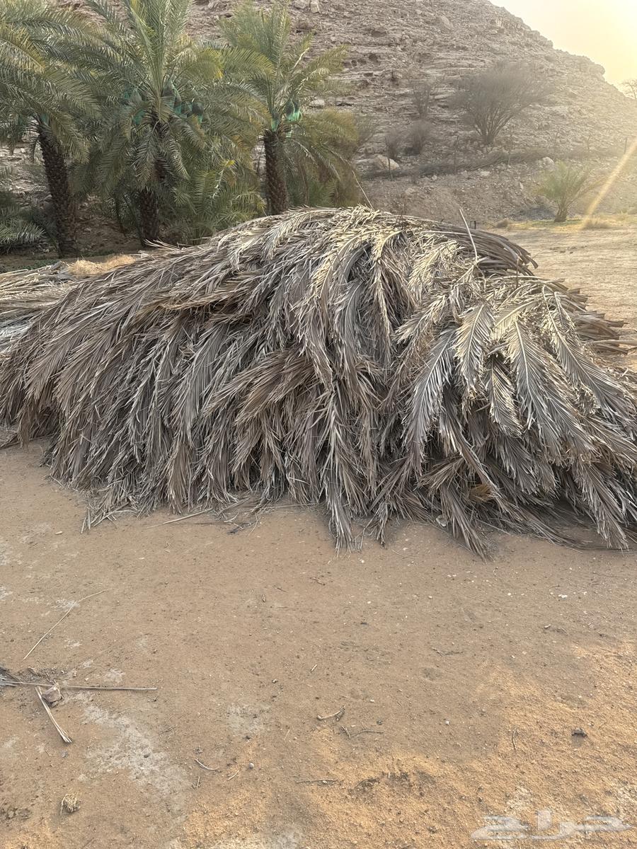 جريد نخل للبيع64371074584322110