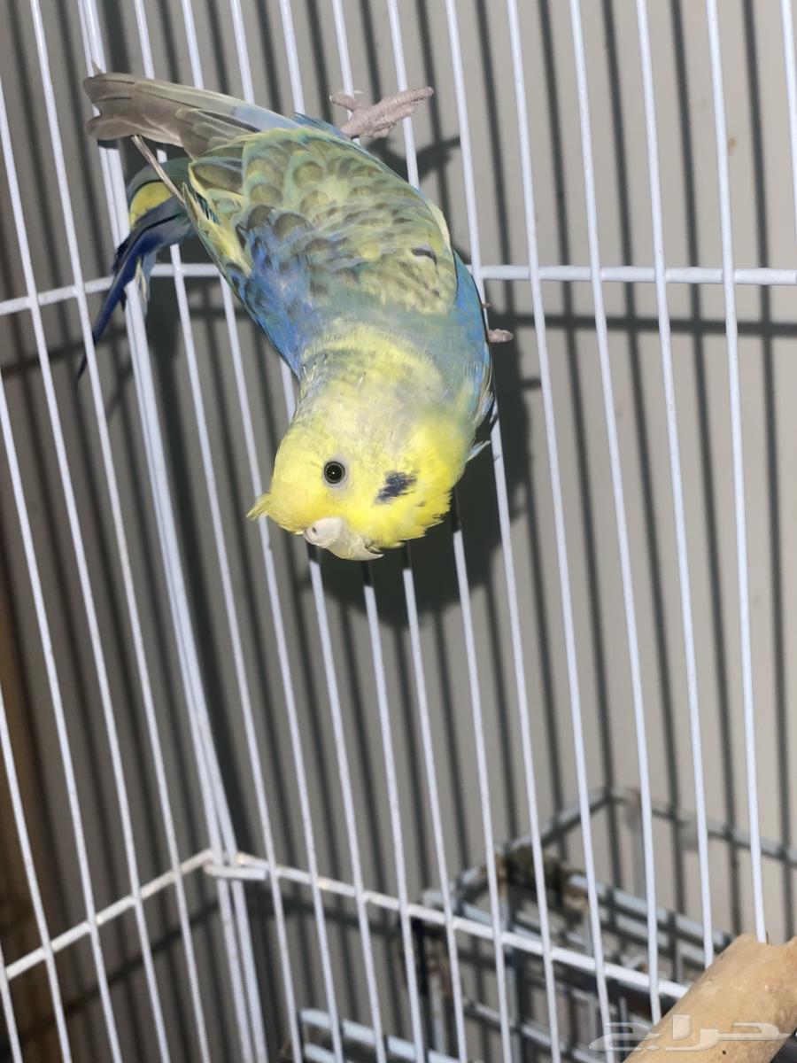 زوج بادجي جاهز مشروط للبيع64374451747713113