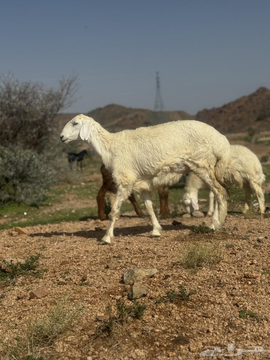 رخال حرية مقنى64365983024899111