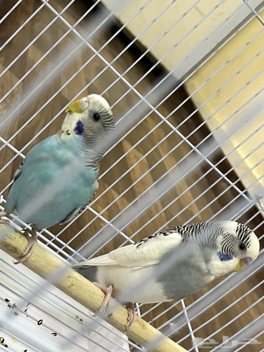 للبيع عصافير هنولدي64370182386306112