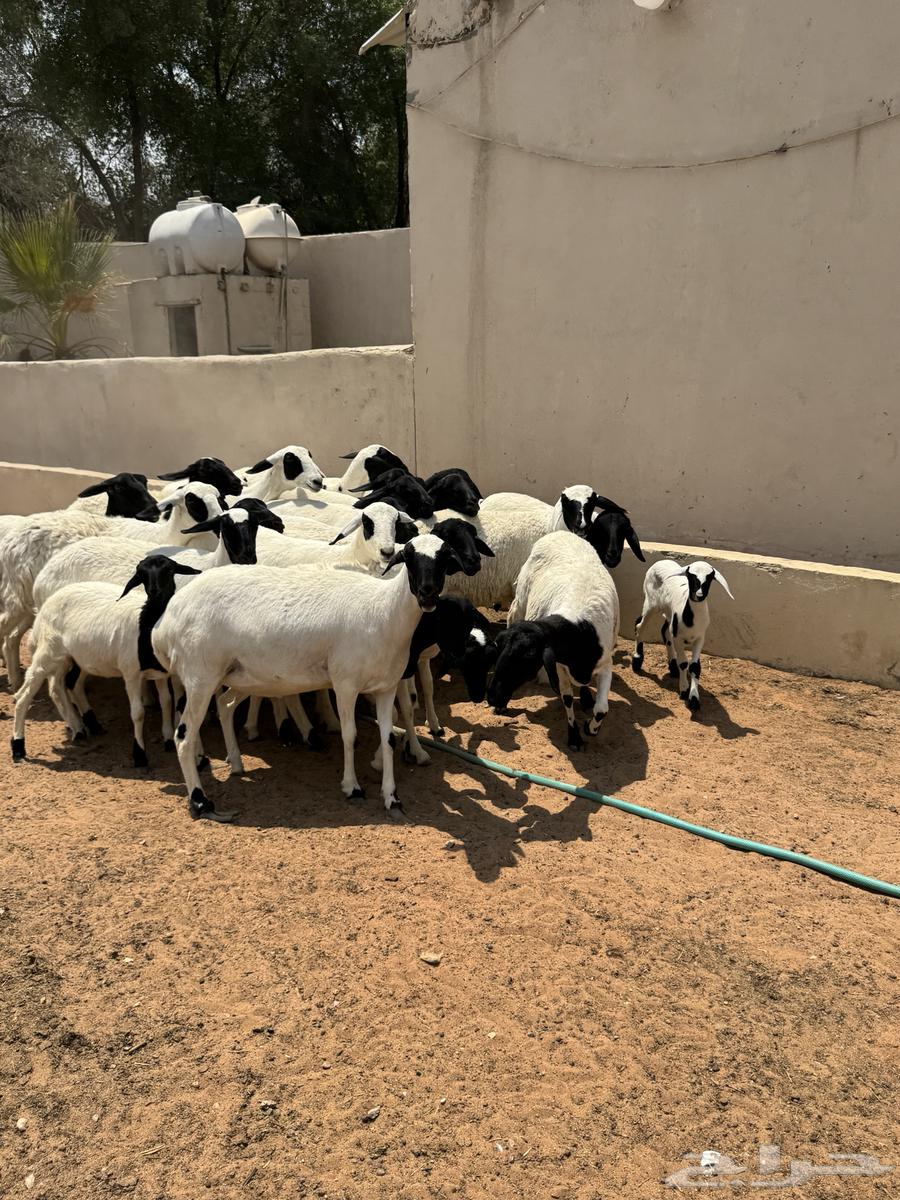 غنم برابر64370280202113112