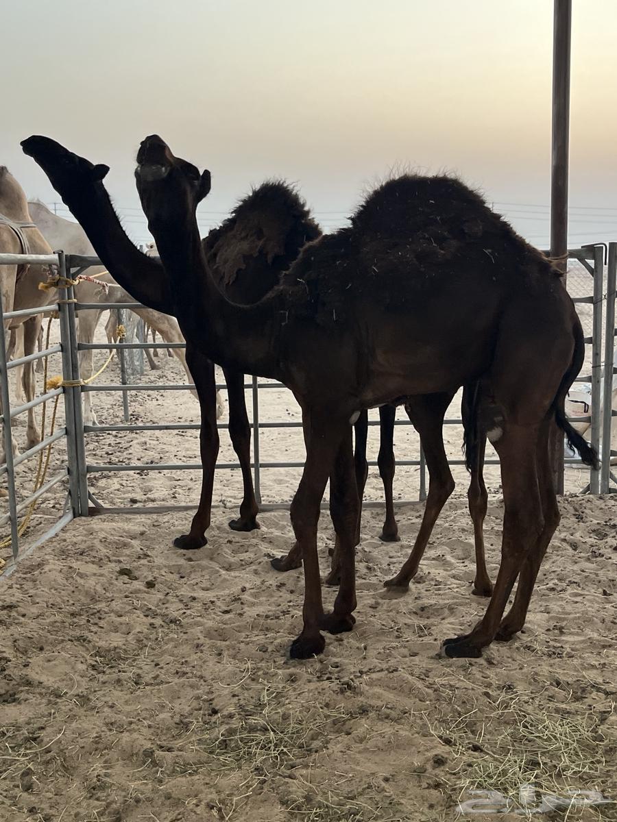 قعدان مجاهيم للبيع64373639684611112