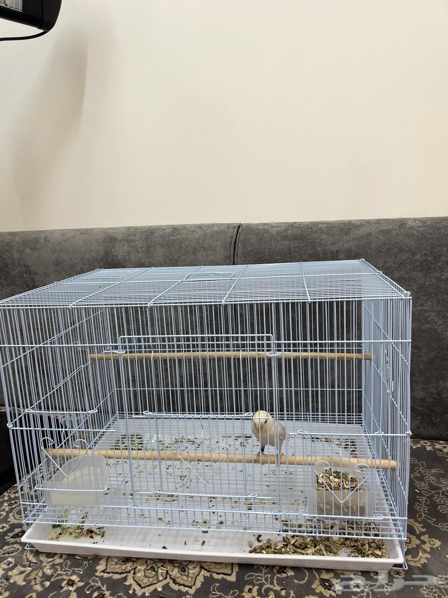 فرخ روز العدد264368441219969111