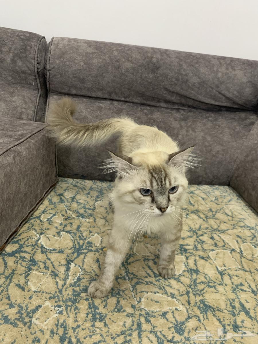 هر شيرازي للبيع64370352056961112