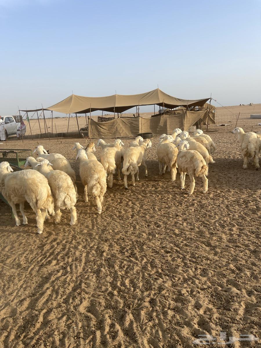 طليان للبيع بالجملة64375648330625110