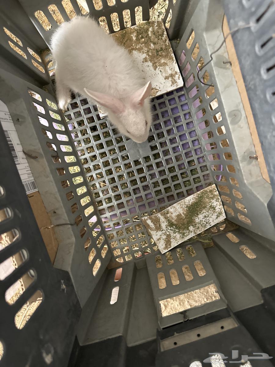 أرنب فرنسية للبيع أنثى64369674431490111