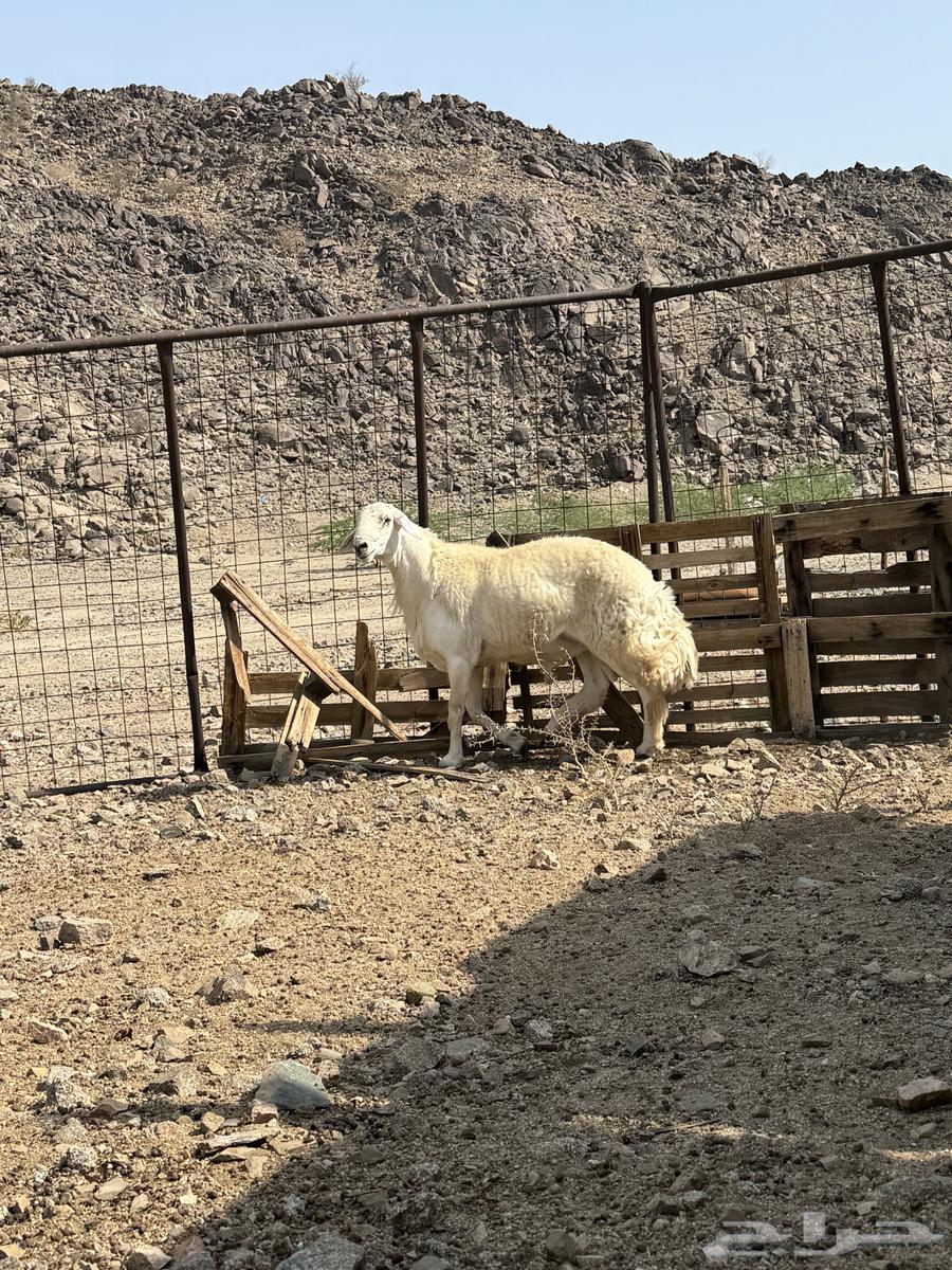 Conditional Sale of a Specific Type of Horse64365909471617113