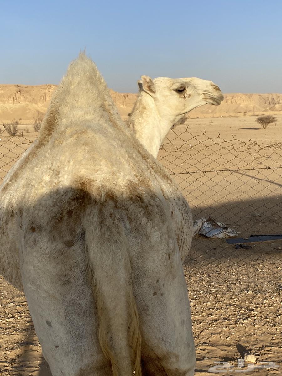 بكره وضحاء عمرها سنه ونص64375483095682111