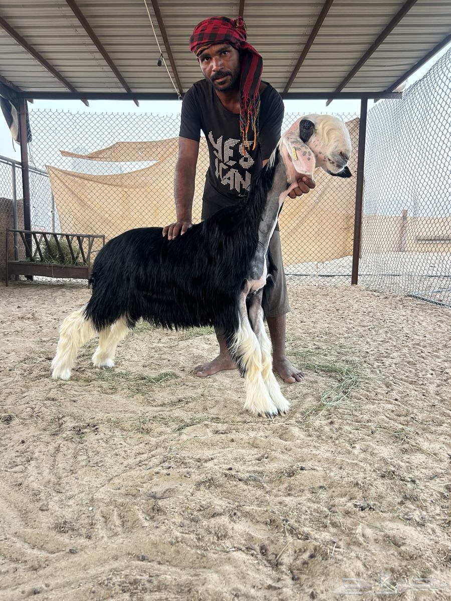 رخل خصم64372112405249110