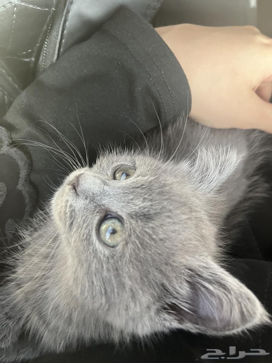 قطه سكوتش للبيع64375798390915112
