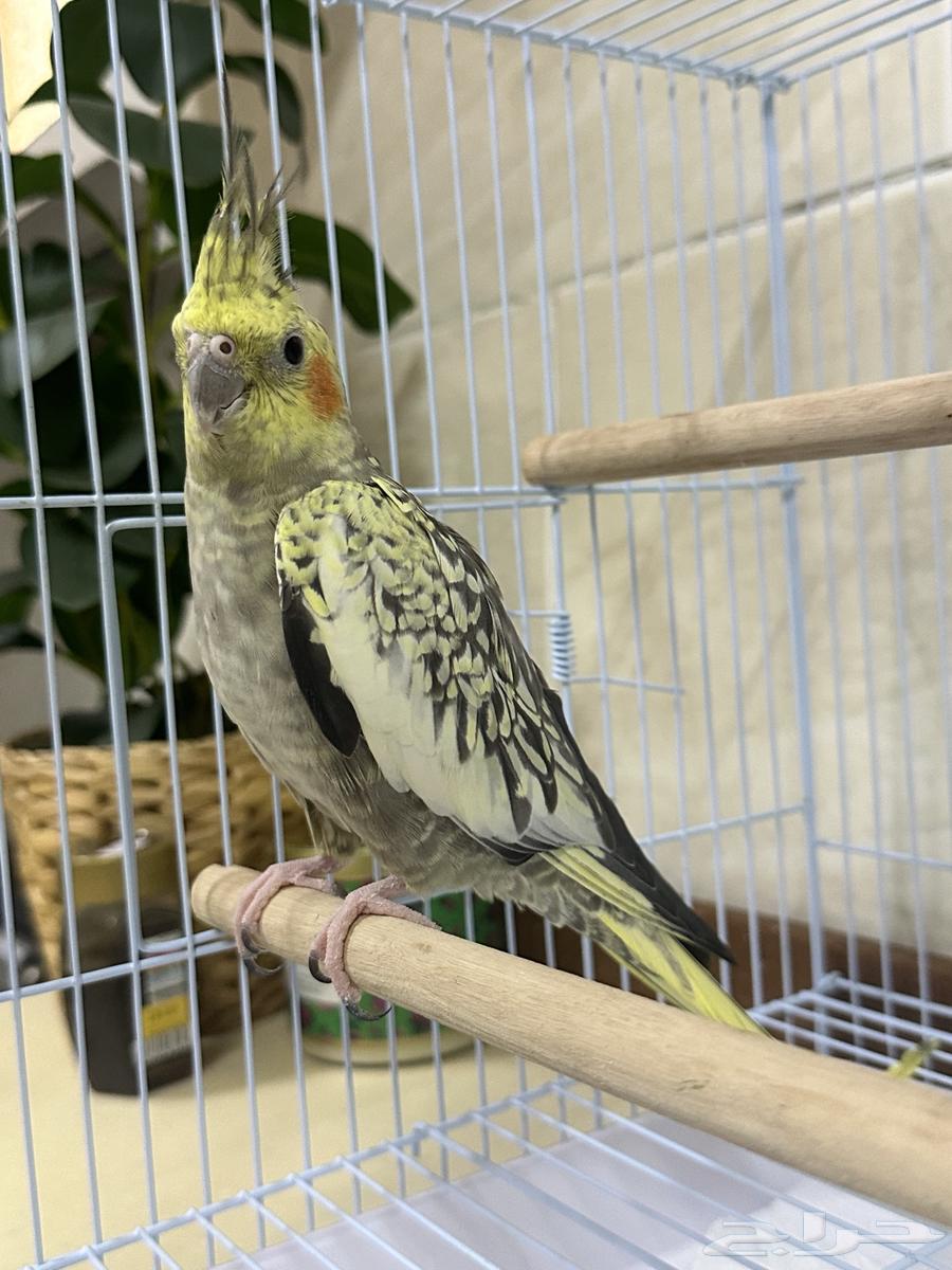 Tayr - Crow64372828118915111