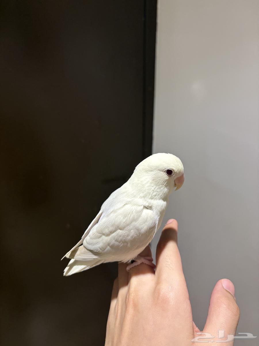 روز هدد البينو64367362187521110