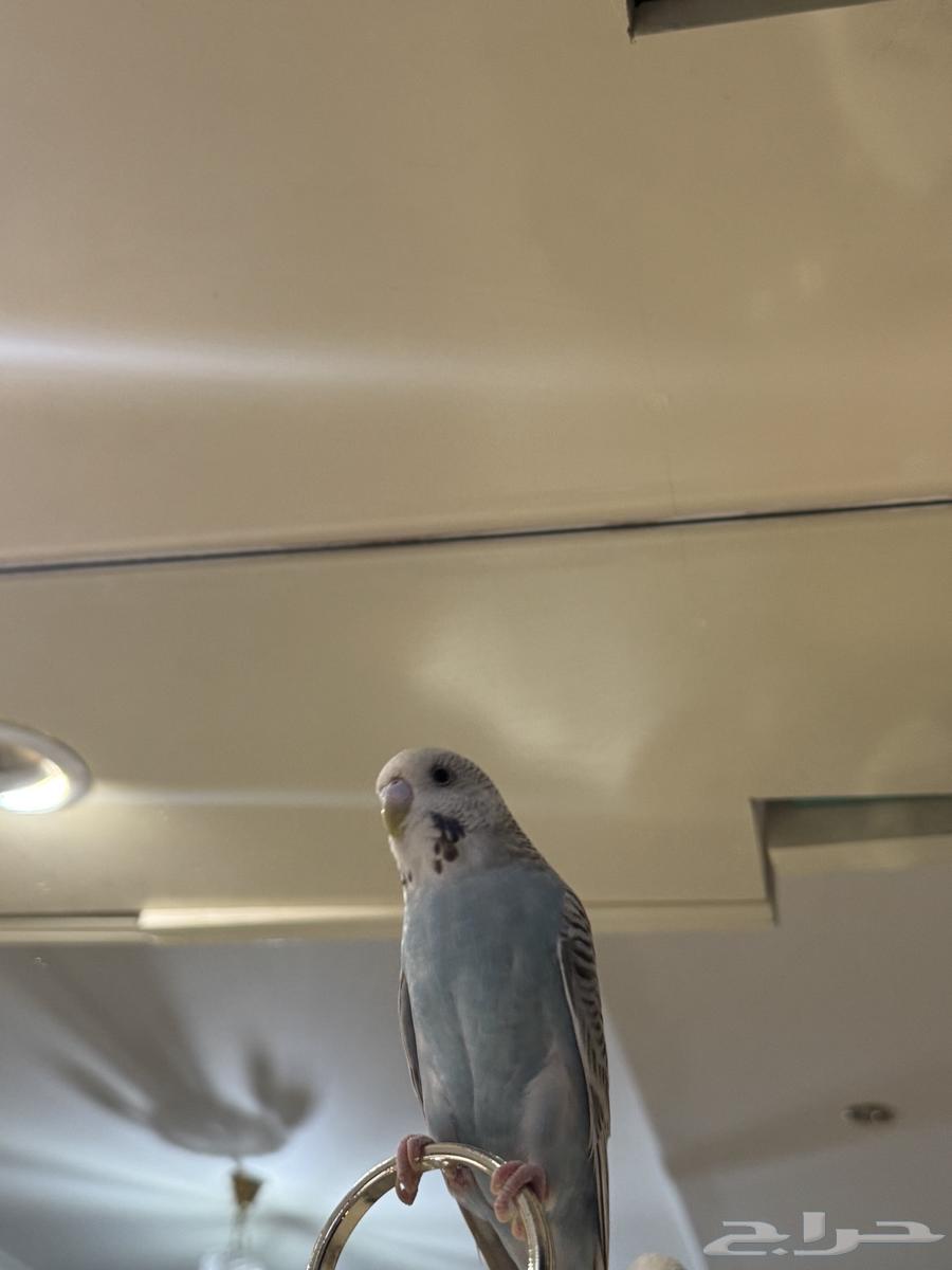 ببغاء بادجي الصحه مافيه شي64365557453569113