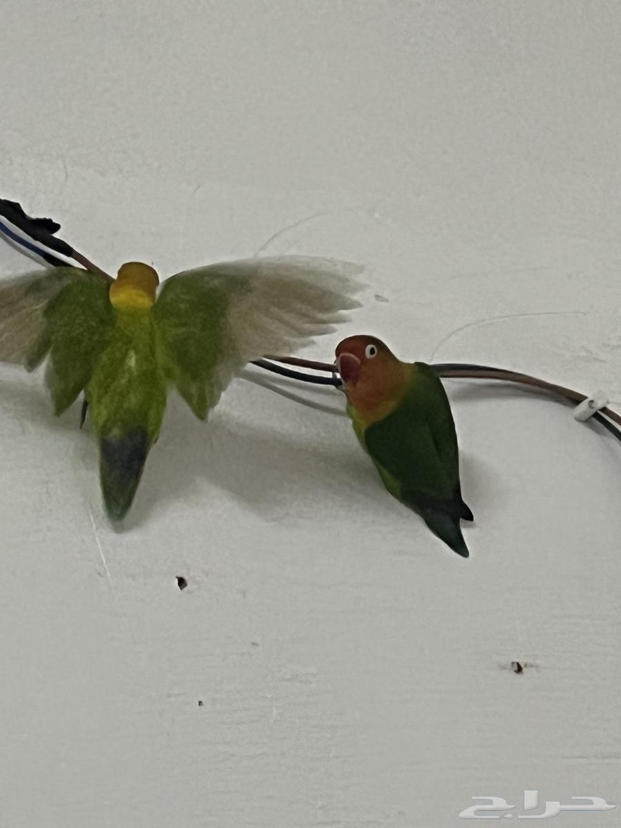 للبيع 400 معا قفصين معا حقت اكال 4 حقت ما 4 خوك64369937560705113