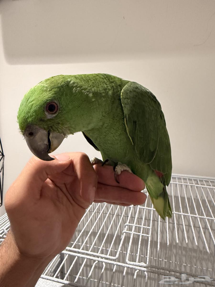 فرخ يلوناب بيور متكلم64363204388993111