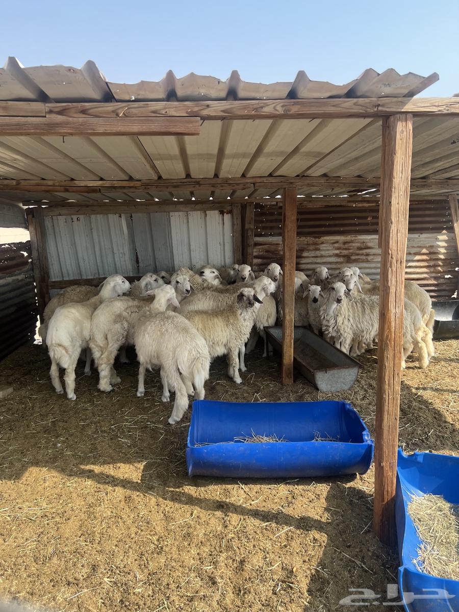 حريات للبيع64371030962049111