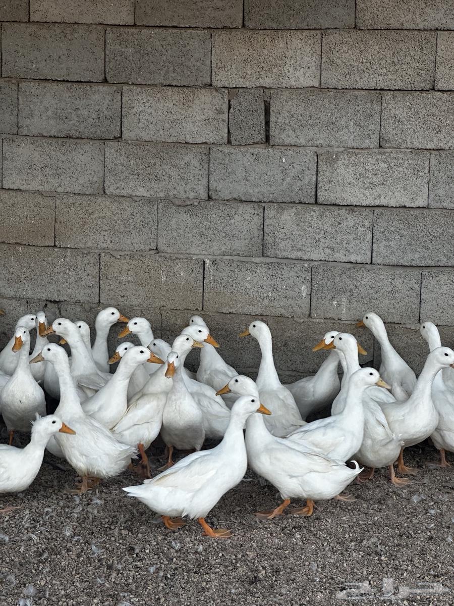 بط بكيني 5 الى 7 شهور العمر64372273356290111