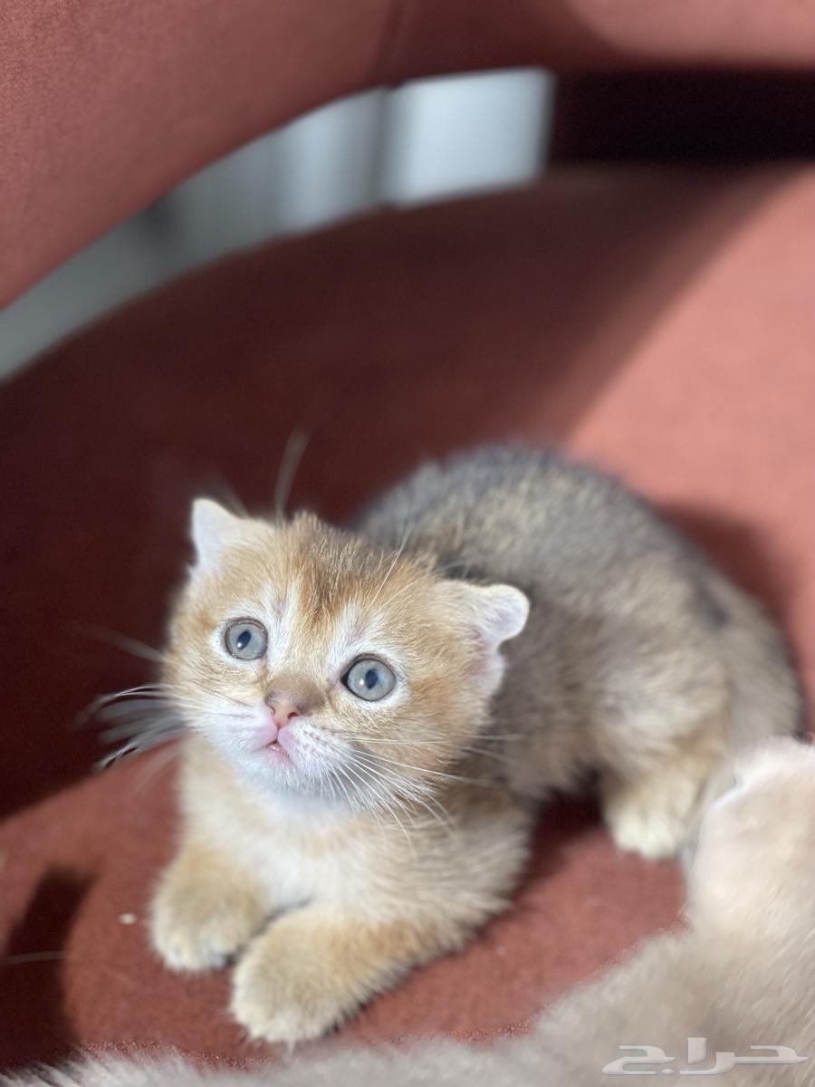 قطط صغيره سكوتش فولد للبيع بافضل الاسعار من اهالي مستورده64374773560194113
