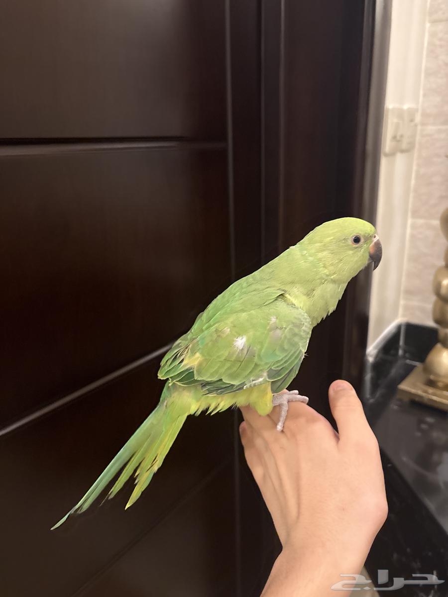Zaatar, a 7-month-old valley bird63618482275970112