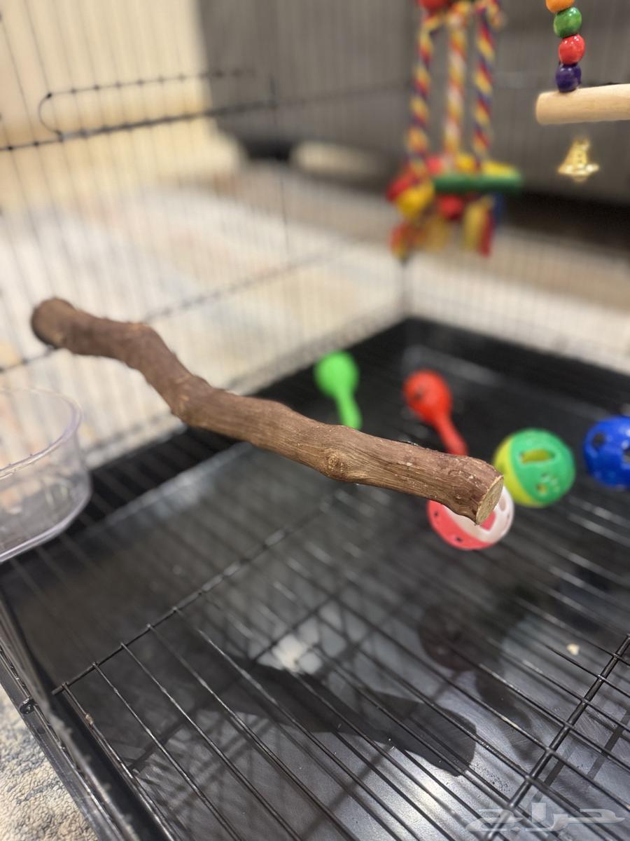 قفص ببغاء-طيور مقاس 601 لون اسود مع العاب (شبه جديد)64369761994242113