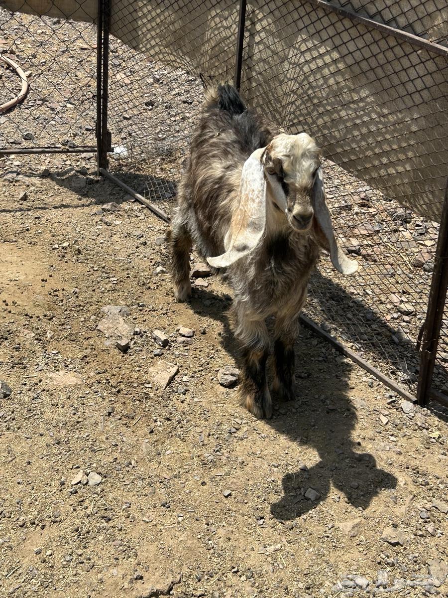 Tios Makhassi No. 8 individual and bulk sales available slaughter on site64366395266051111