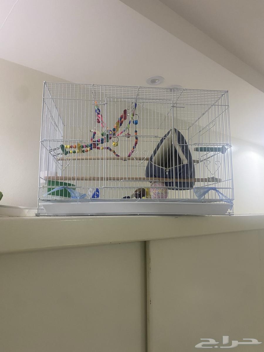 قفس للبيع64362832741249112